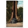Tarjeta postal  stanley park vancouver