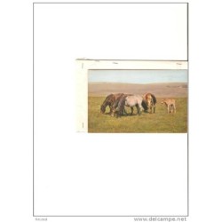 Tarjeta de caballos  grand bretaña