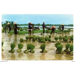 Tarjeta postal de circulada de thailandia campos