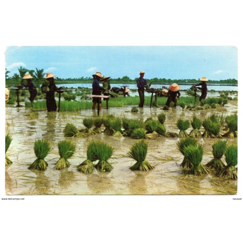 Tarjeta postal de circulada de thailandia campos Tarjeta postal de circulada de thailandia campos