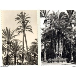 2  tarjetas postales de Elche alicante