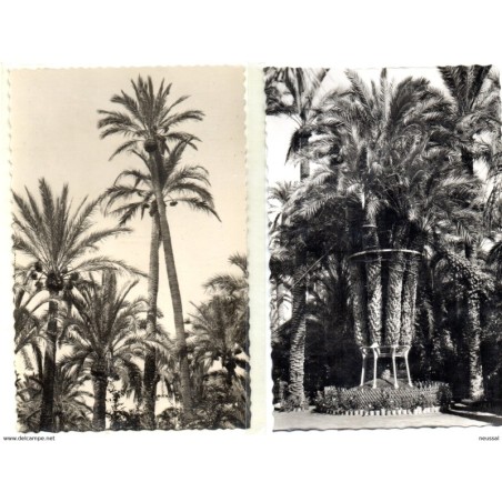 2  tarjetas postales de Elche alicante