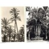 2  tarjetas postales de Elche alicante