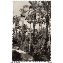 Tarjeta postal de  elche huerto del cura datileras