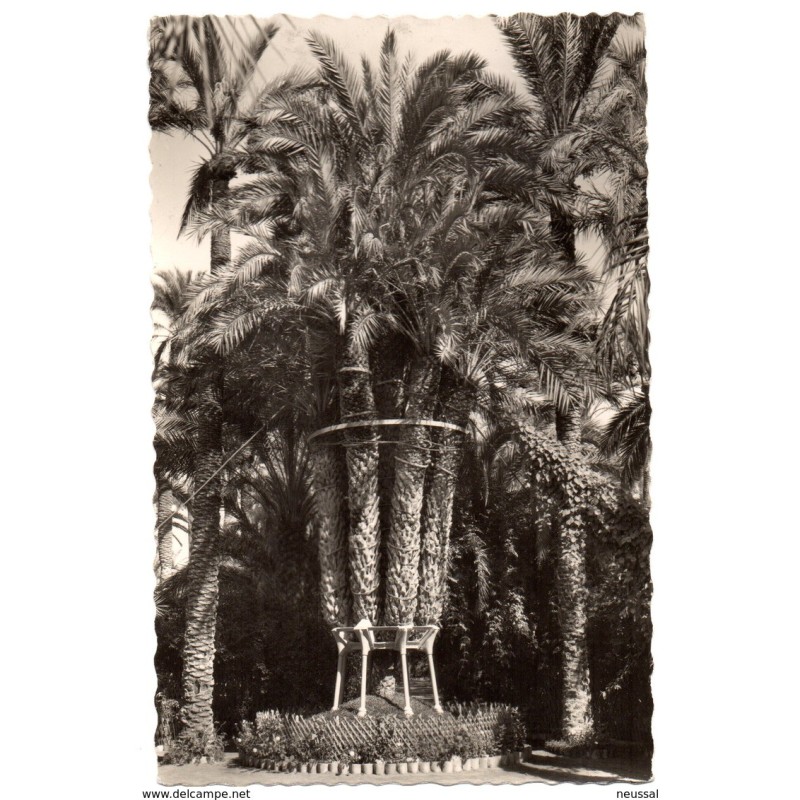 Tarjeta postal de  elche huerto del cura palmera imperial circulada