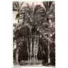 Tarjeta postal de  elche huerto del cura palmera imperial circulada