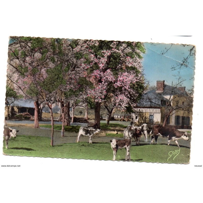 Tarjeta postal de normandie pommiers en fleurs et poiriers blancs Tarjeta postal de normandie pommiers en fleurs et poiriers blancs