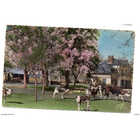 Tarjeta postal de normandie pommiers en fleurs et poiriers blancs