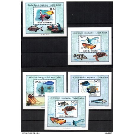 5 hb comores les poissons de la region de locean indien