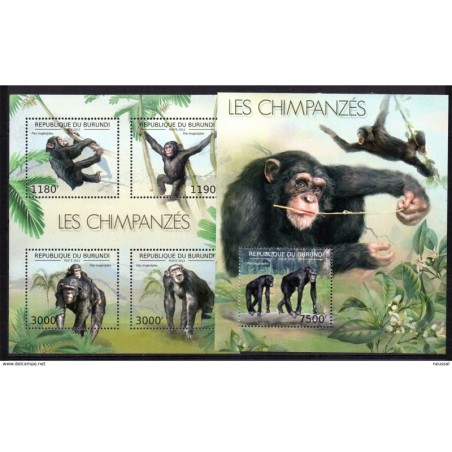 Serie de chimpances   Hb chimpance  de burundi 2012