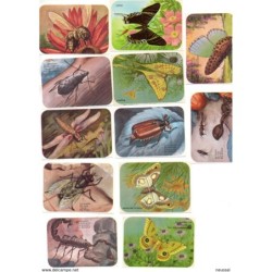 12 cromos de insectos