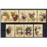 Serie  de cats  de zaire