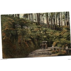Tarjeta postal de  black spur road healesville