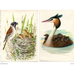 2 postales circuladas de Suiza Fauna