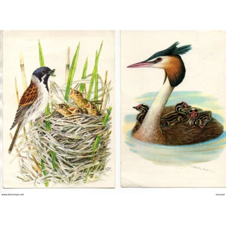 2 postales circuladas de Suiza Fauna