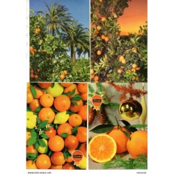 Lote de 11 postales de  naranjas alguna con viñeta