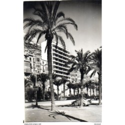 Foto postal de alicante palmeras