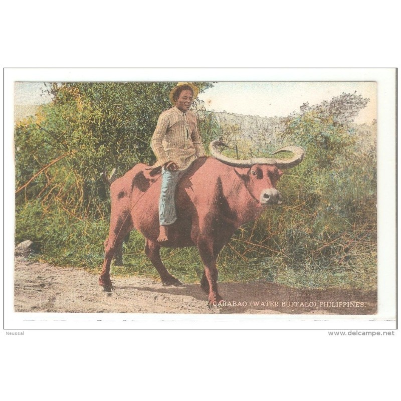 Postal de filipinas carabao Postal de filipinas carabao