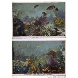 2 tarjetas postales Bahamas