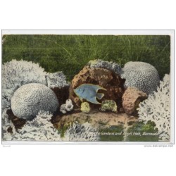 Tarjeta postal de bermuda fish