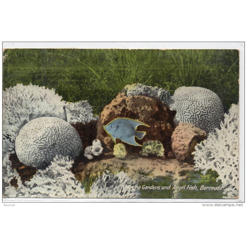 Tarjeta postal de bermuda fish Tarjeta postal de bermuda fish