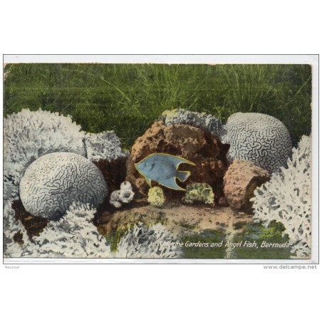 Tarjeta postal de bermuda fish