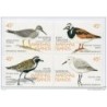 Serie n 22932 Pajaros  Marshall island