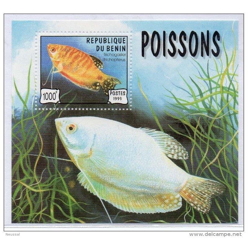 Hb55 Peces Benin Hb55 Peces Benin