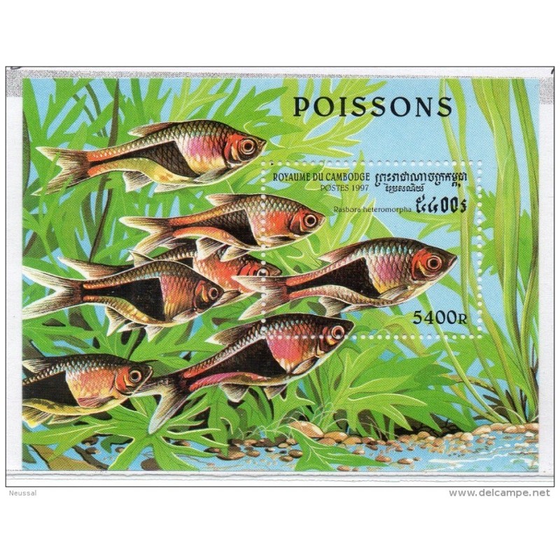 Hb132 Peces cambodge Hb132 Peces cambodge