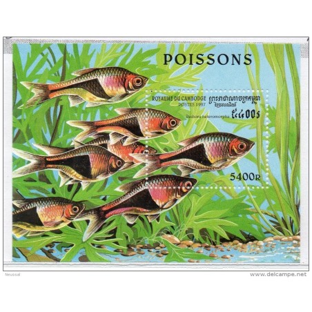 Hb132   Peces cambodge
