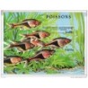 Hb132   Peces cambodge