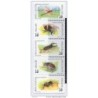 Serie  n 26305  insectos Belgica