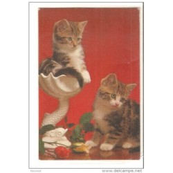 Tarjeta postal de gatos
