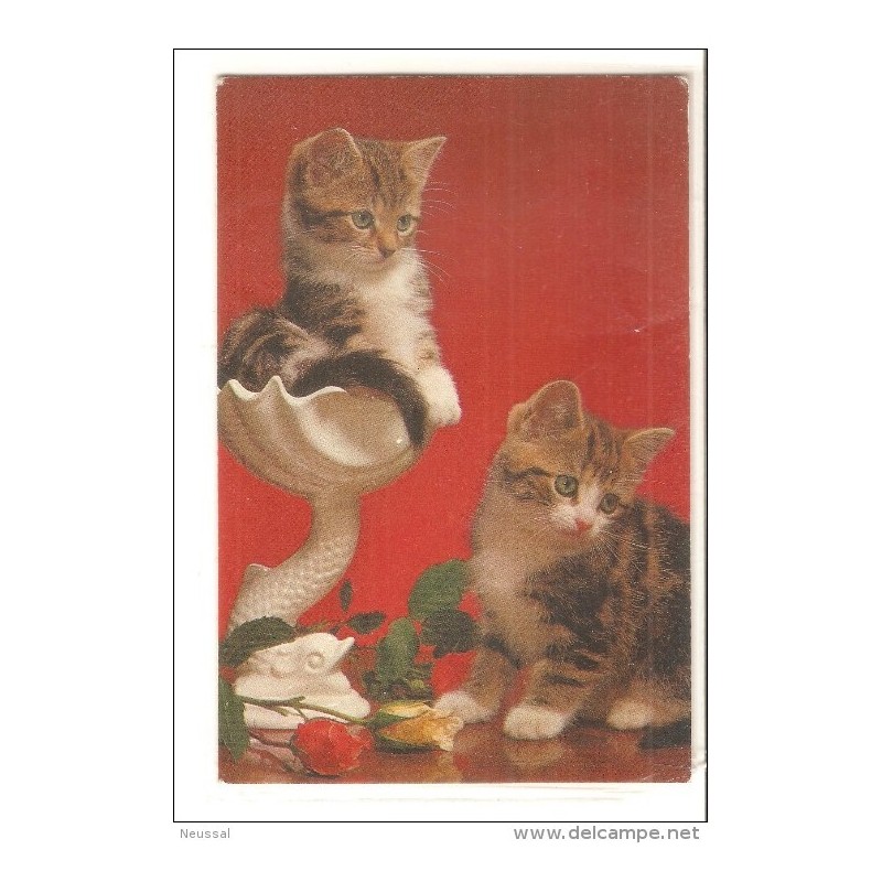Tarjeta postal de gatos Tarjeta postal de gatos