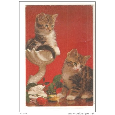 Tarjeta postal de gatos