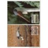 Serie de tarjeta postal  malawi 1987
