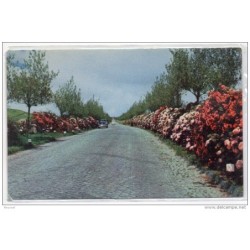 Tarjeta postal acores