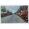 Tarjeta postal acores